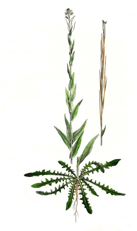 tower herb