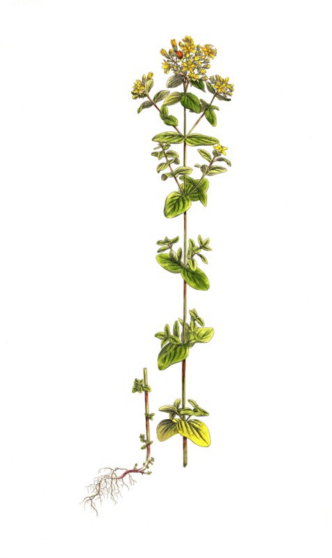 Spotted St. John's Wort
