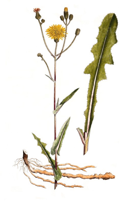 Field Sowthistle