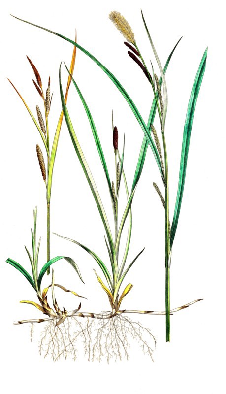 Slim sedge