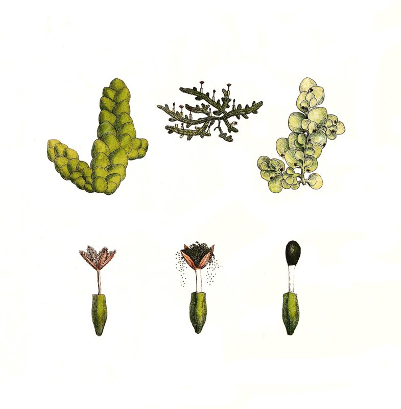 Jungermannia complanata