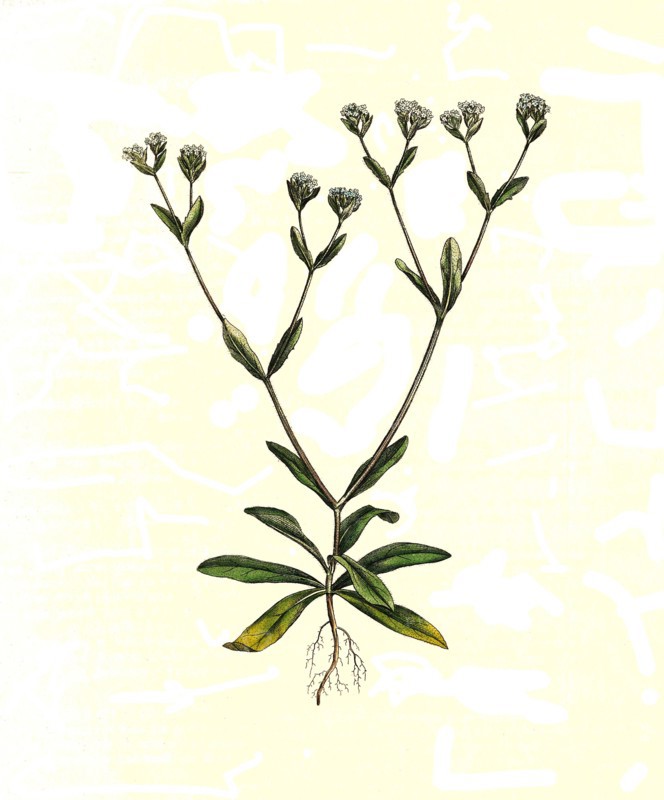 'Ordinary lamb's lettuce