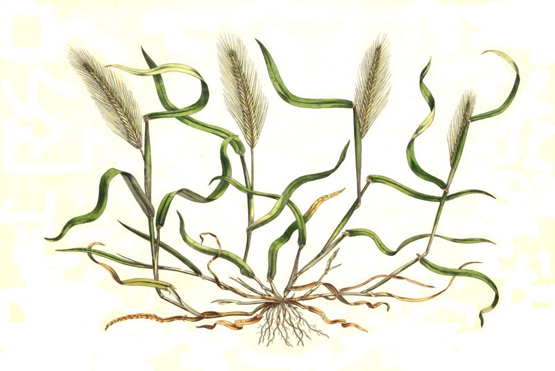 mouse barley
