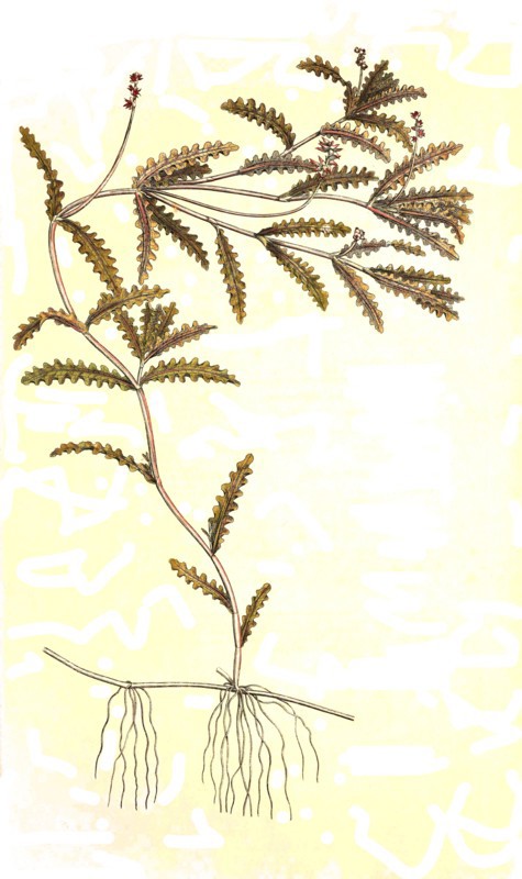 Frizzy pondweed