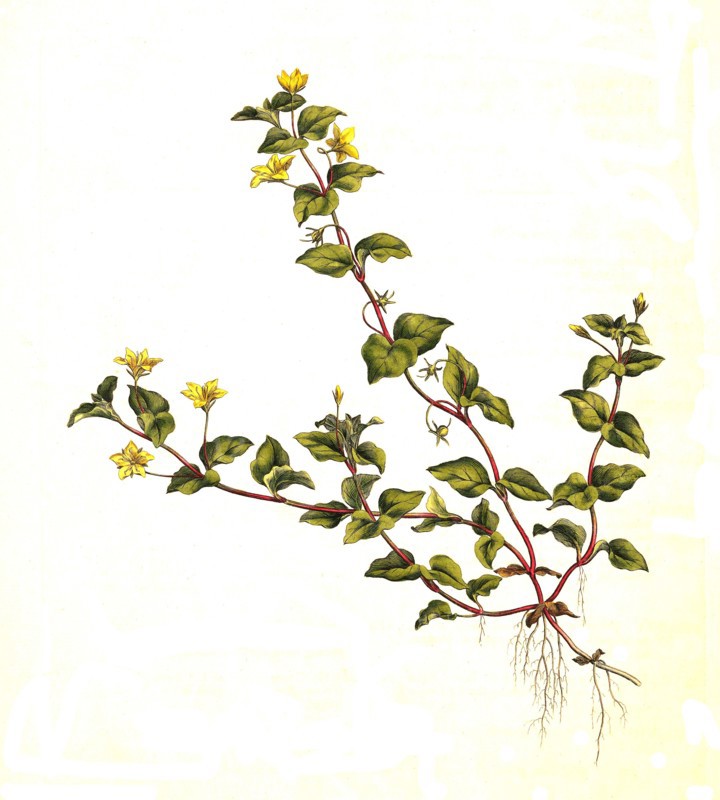 Grove loosestrife
