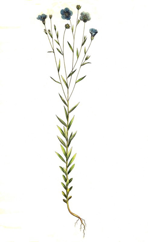common flax