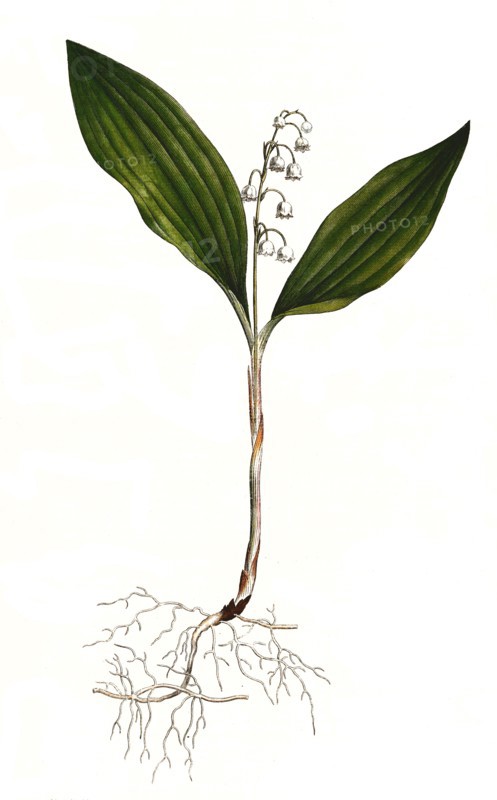 lily of the valley