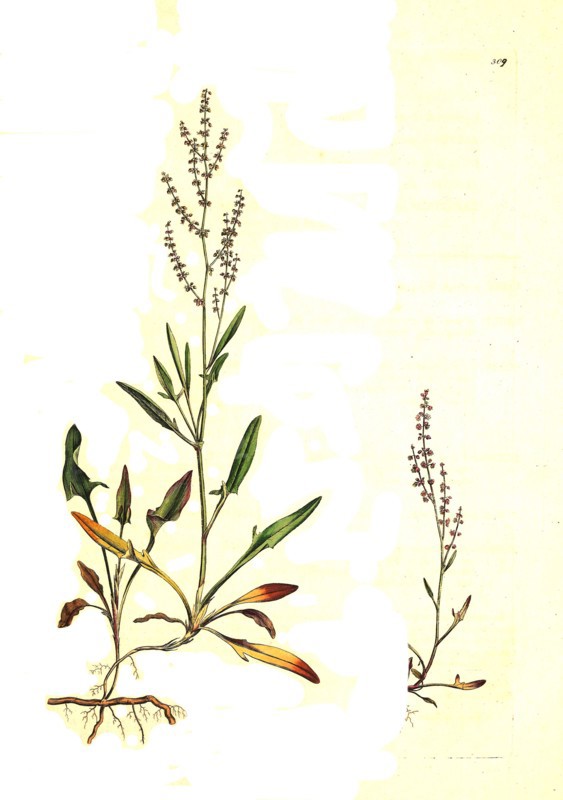 Small sorrel