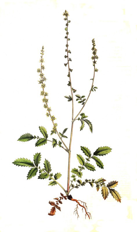 Agrimony