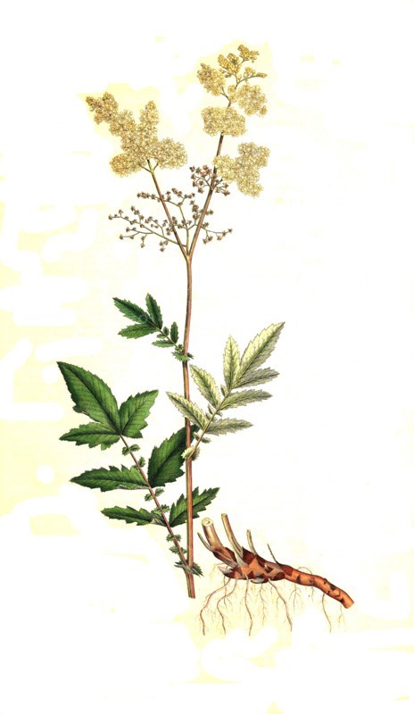 Real meadowsweet