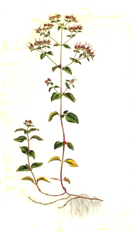 oregano