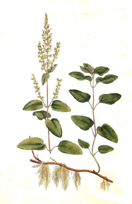 Sage Germander