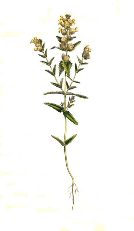 Big rattle pot