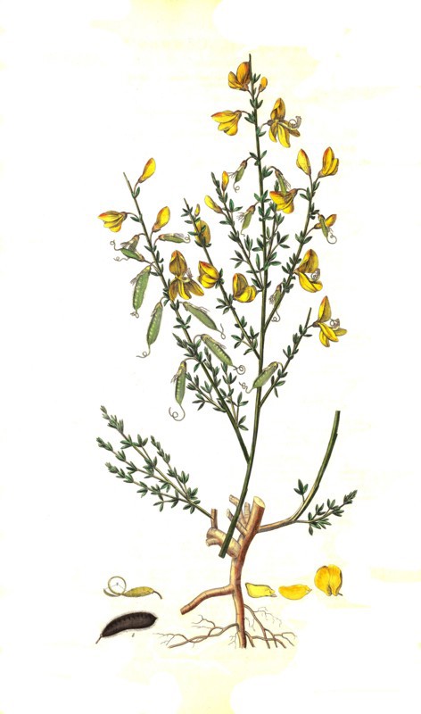 broom