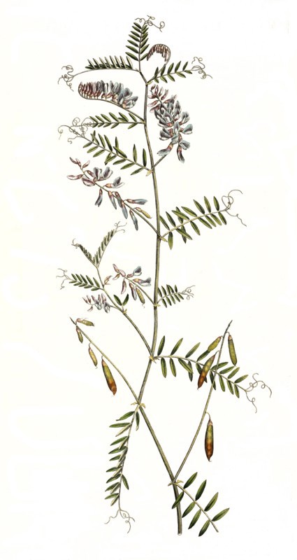 bird vetch