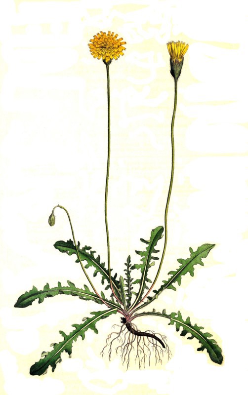 Stiff-haired dandelion