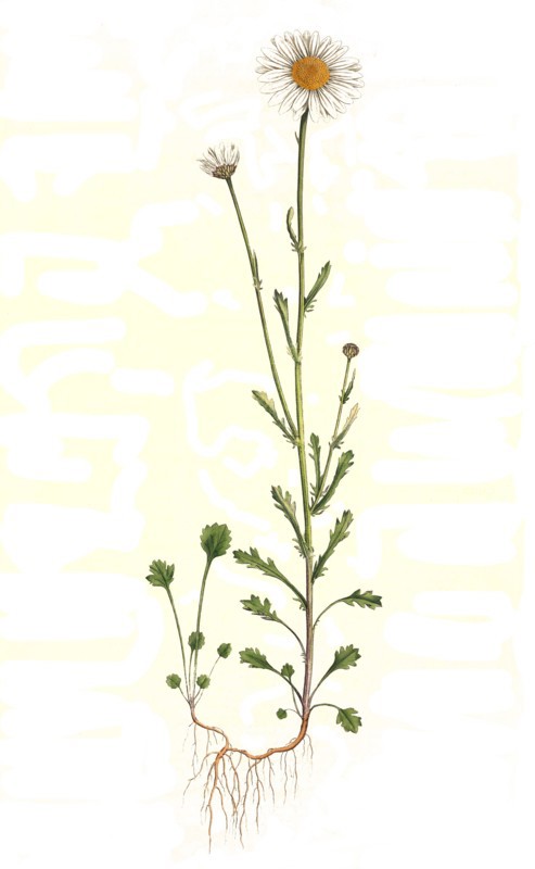 Meadow daisy