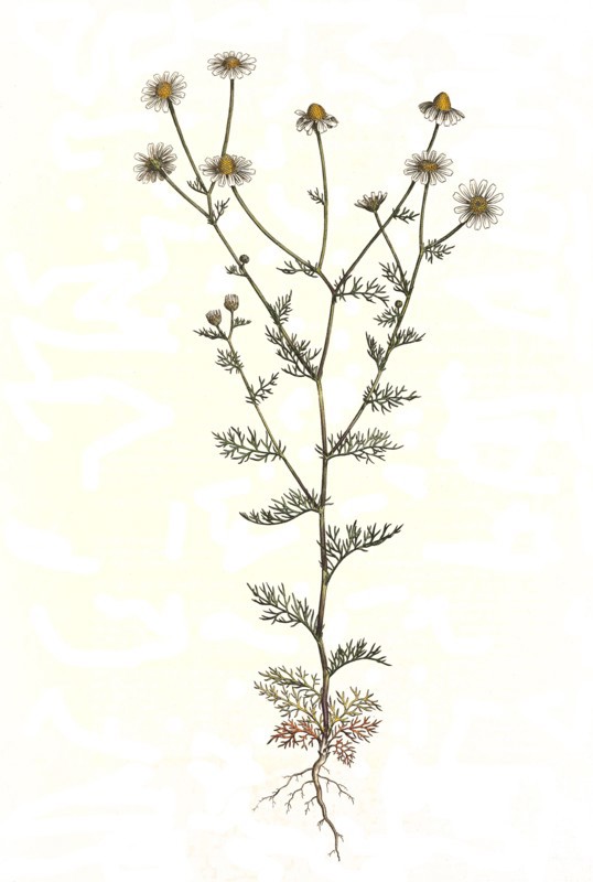 Real chamomile