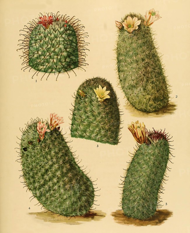 cacti and succulents