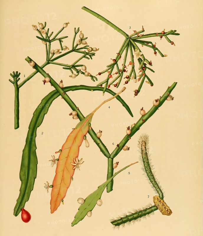 cacti and succulents