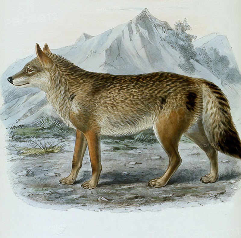 wolf