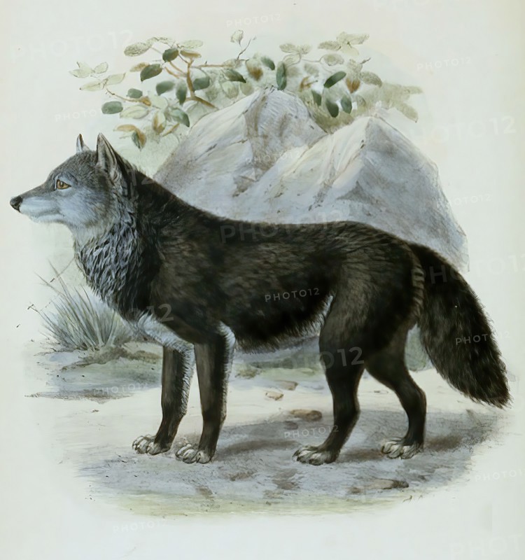 timber wolf