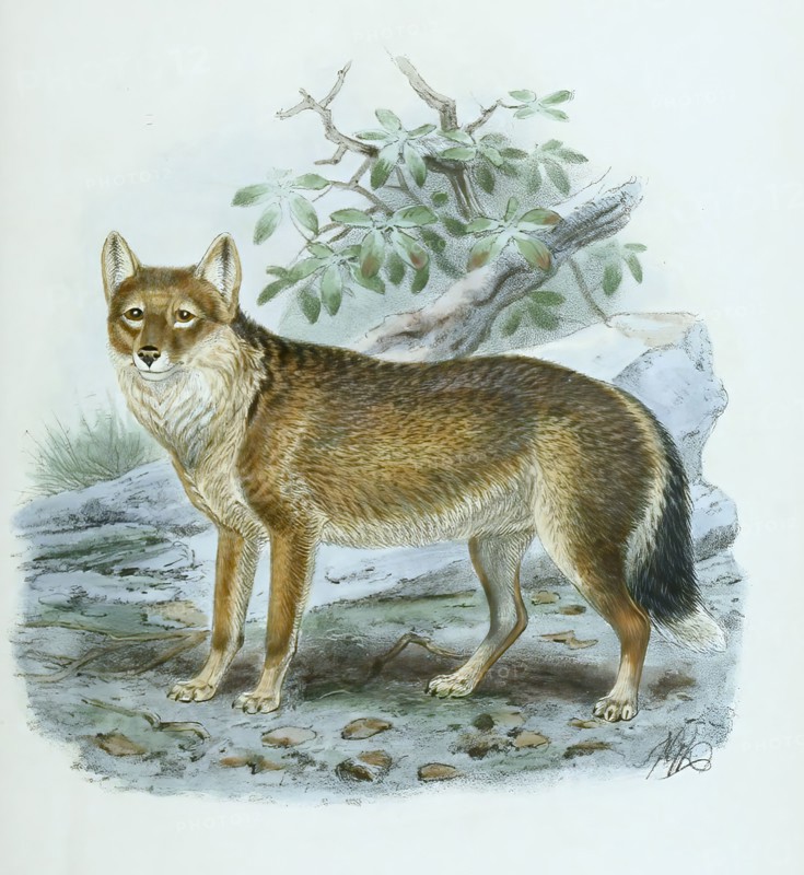 arctic wolf