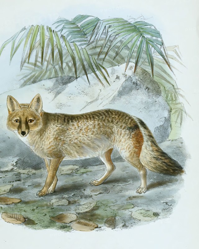 pampas fox