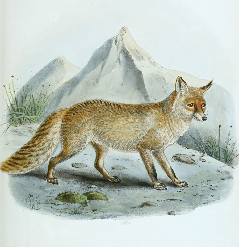 red fox
