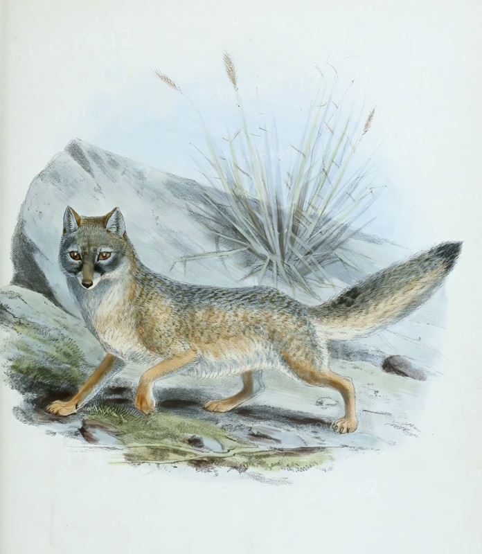 kit fox