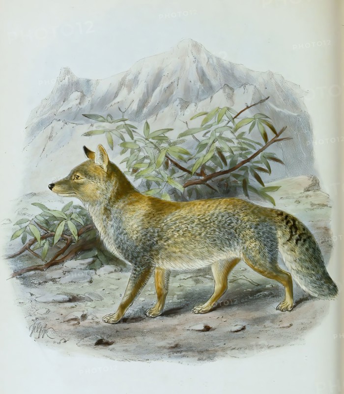 tibetan fox