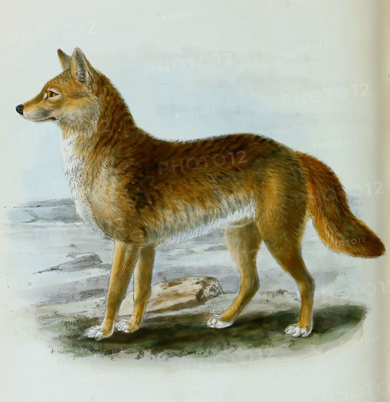 dingo
