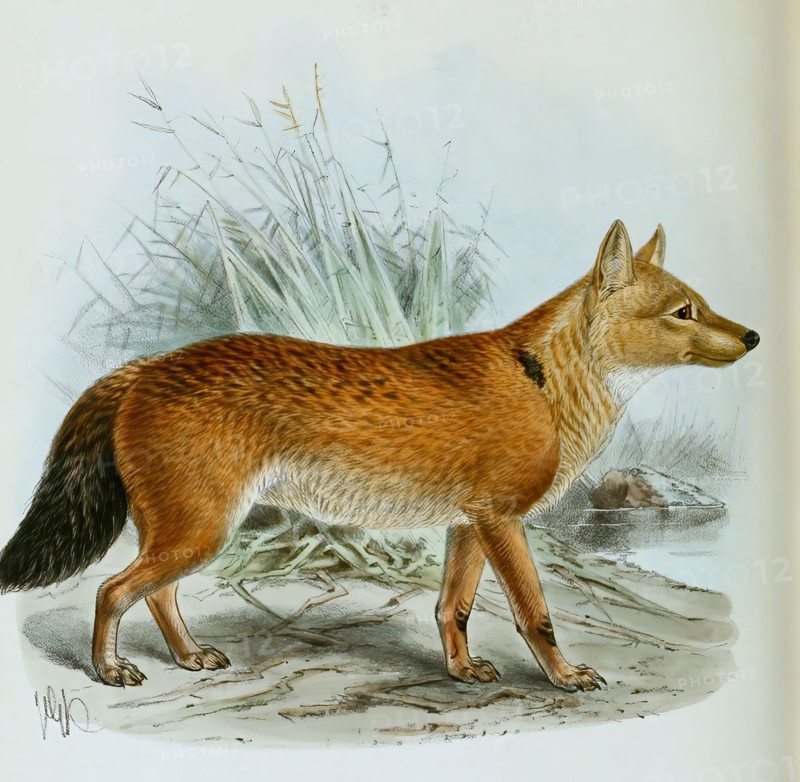 redhound