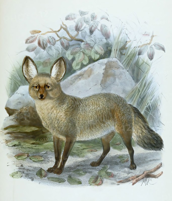 bat-eared fox