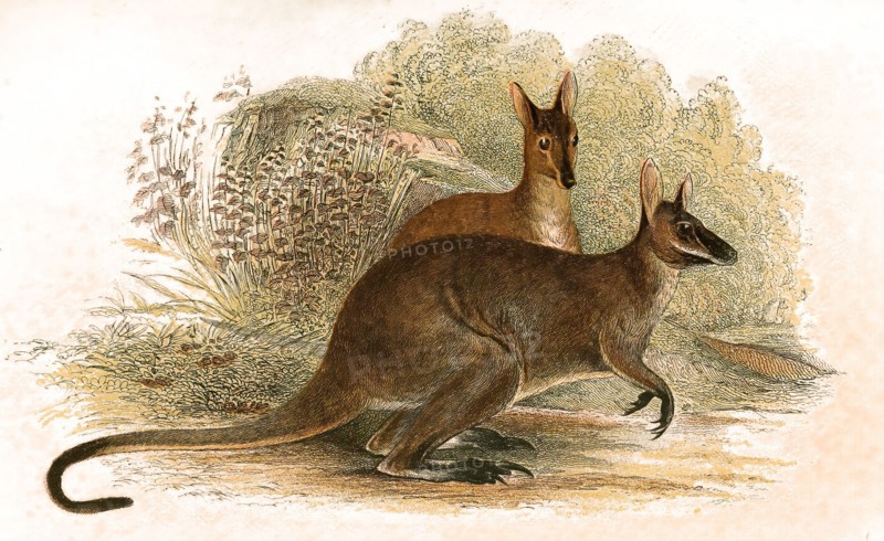 Red-necked wallaby
