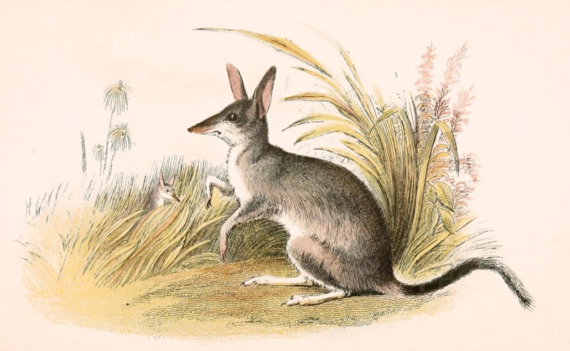 Big bandicoots