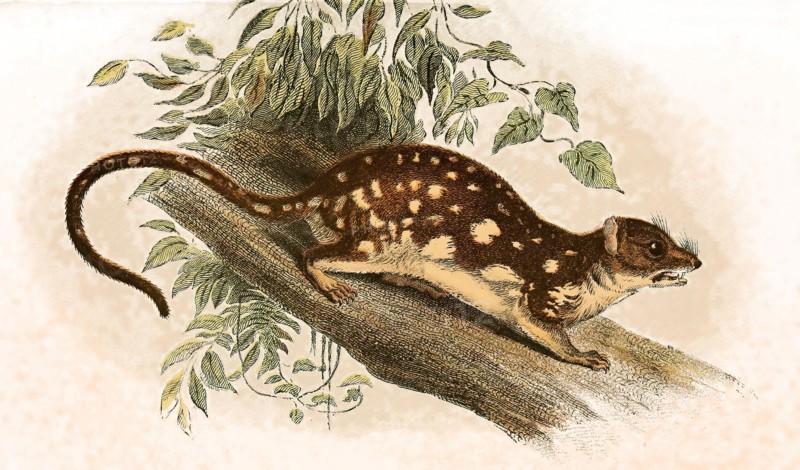 Giant quoll or spotted quoll