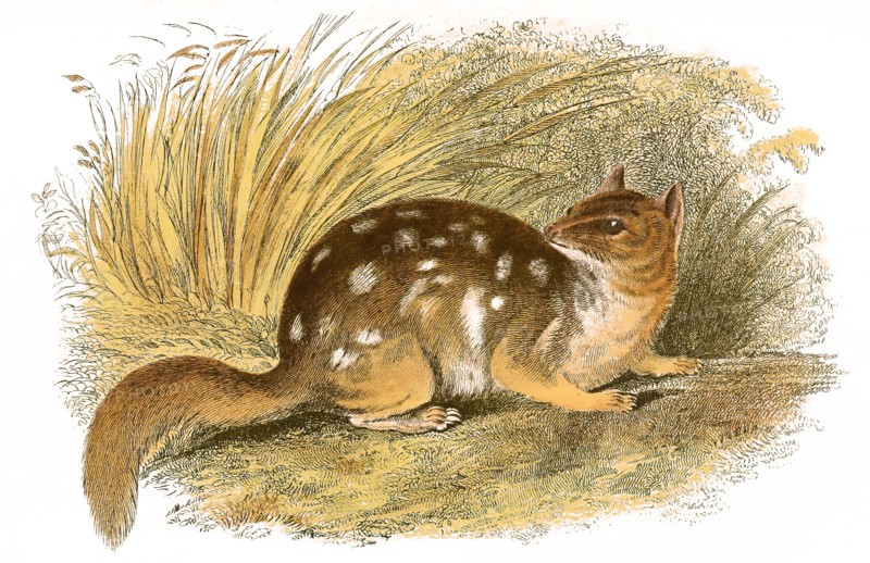 Pine Squirrel Bandicoot