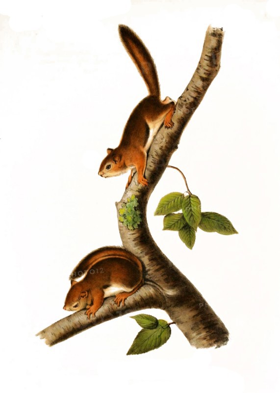 Columbia ground squirrel