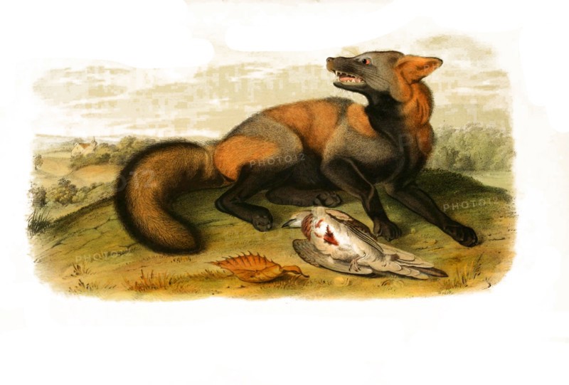 red fox