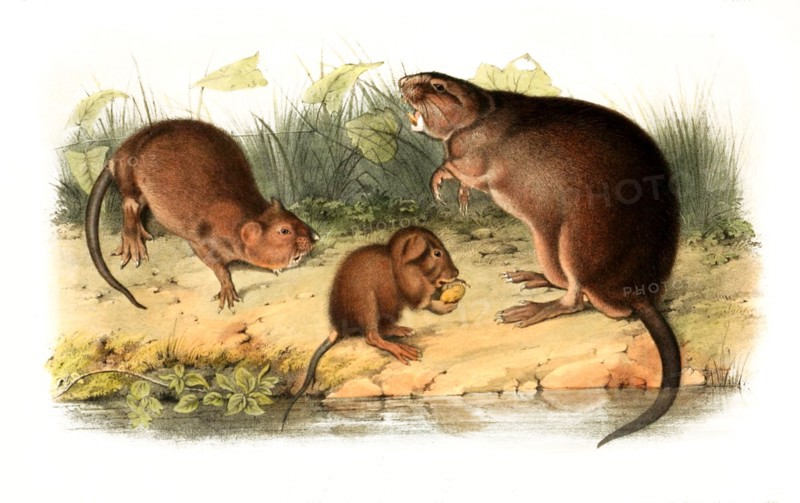 muskrat