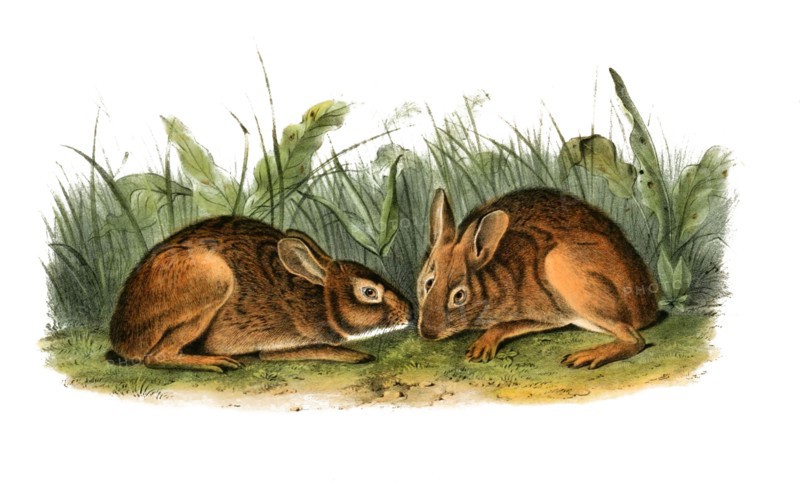 marsh rabbit