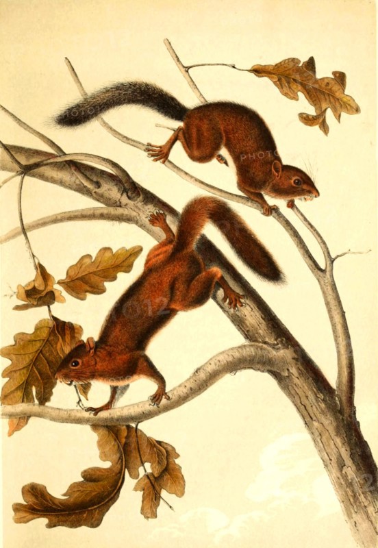 Soft-haired squirrel