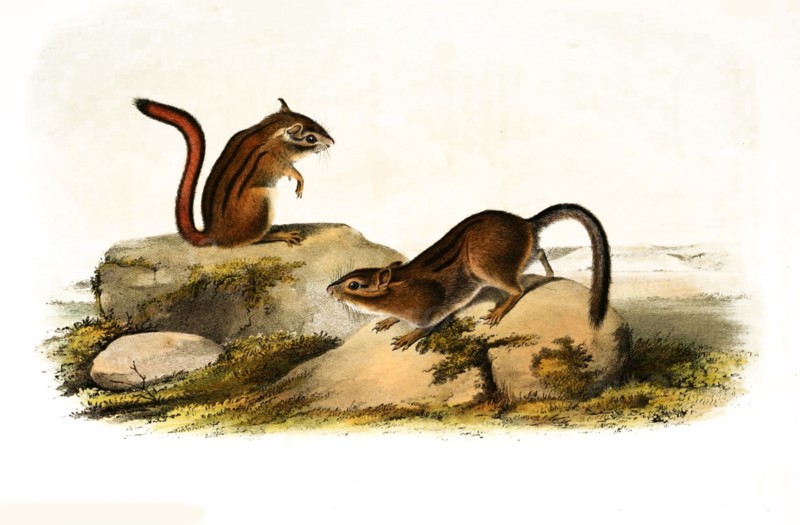 ground squirrel