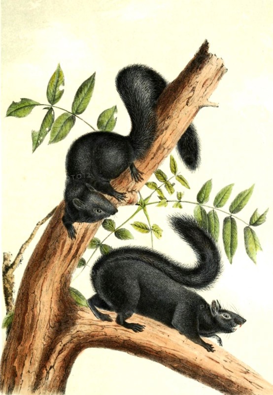 Black squirrels are a melanistic subgroup of squirrels with black fur coloring