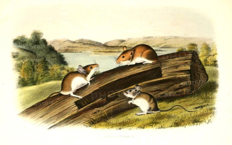 Actual white-footed mouse