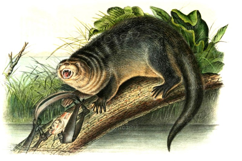 North American River Otter