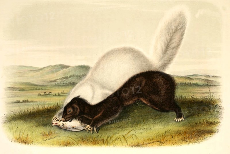 Texan Skunk