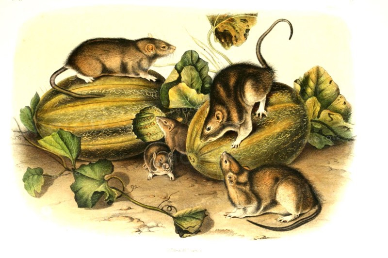 brown rat