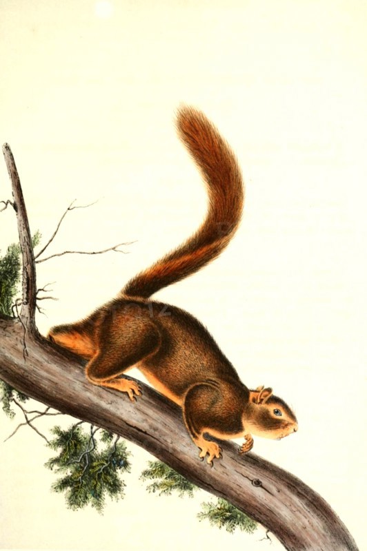 red-tailed squirrel
